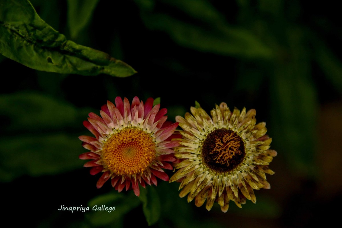 Xerochrysum bracteatum (Vent.) Tzvelev